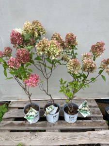 Hortensja bukietowa 'Pinkachu' sadzonki